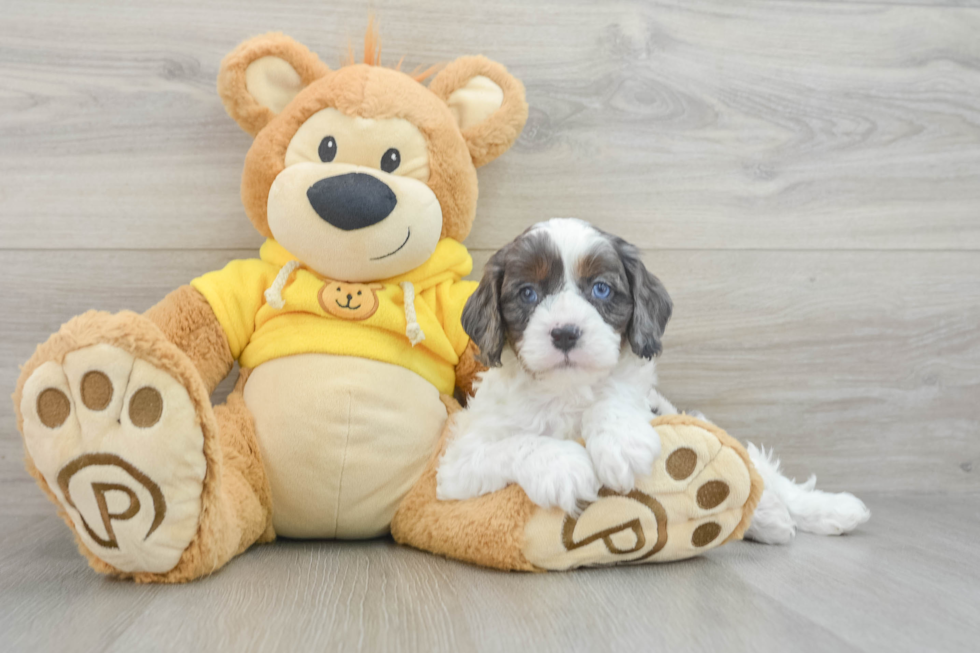 Little Cavipoo Poodle Mix Puppy