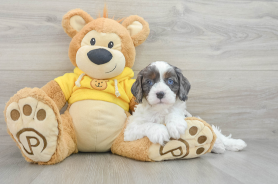 Little Cavipoo Poodle Mix Puppy