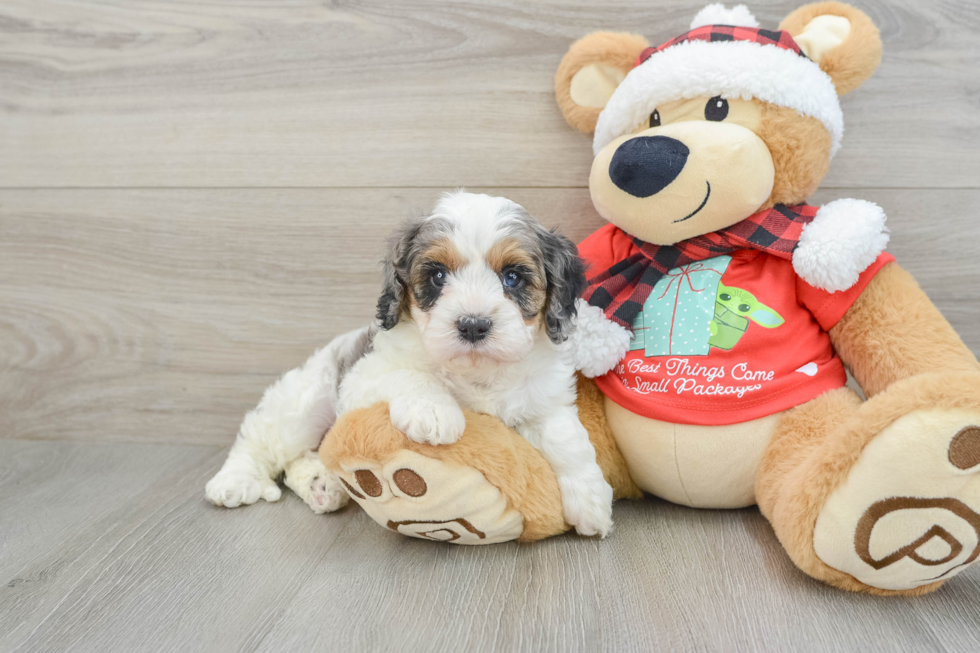 Hypoallergenic Cavadoodle Poodle Mix Puppy