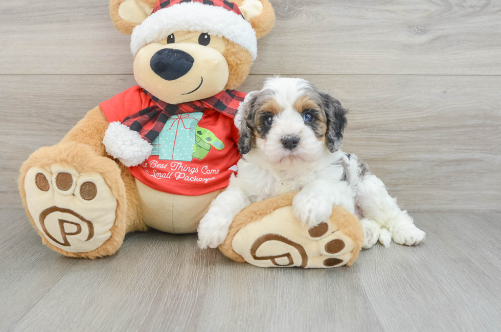 5 week old Cavapoo Puppy For Sale - Premier Pups