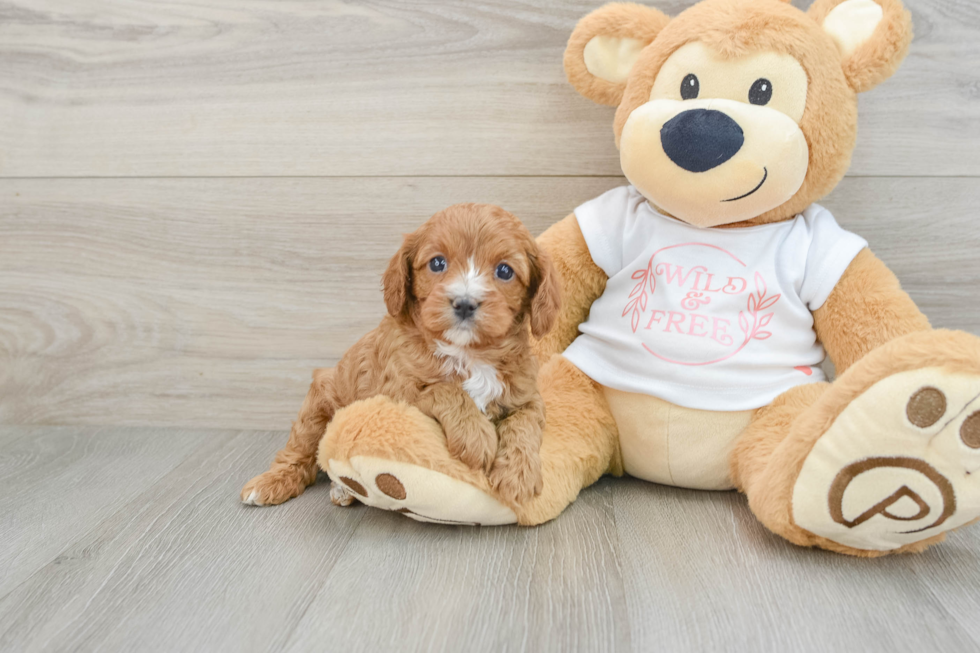 Cavapoo Puppy for Adoption