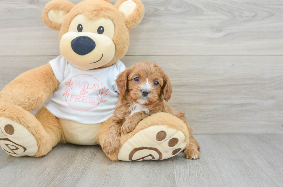 6 week old Cavapoo Puppy For Sale - Premier Pups