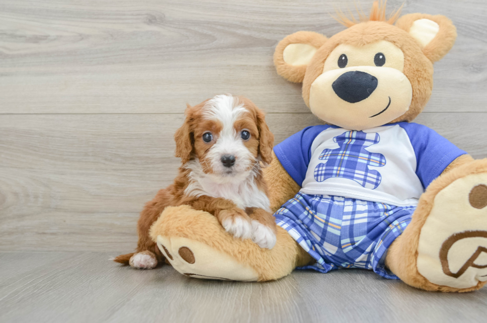 7 week old Cavapoo Puppy For Sale - Premier Pups