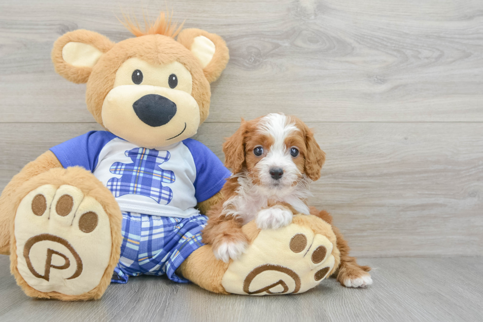 Cavapoo Puppy for Adoption