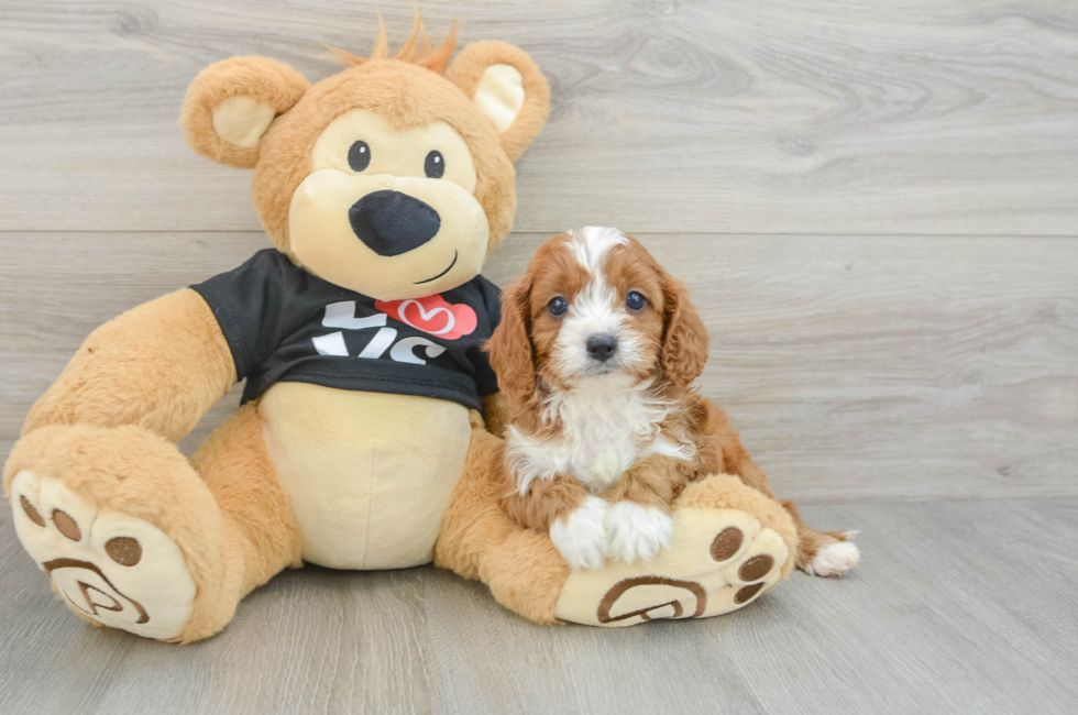 5 week old Cavapoo Puppy For Sale - Premier Pups