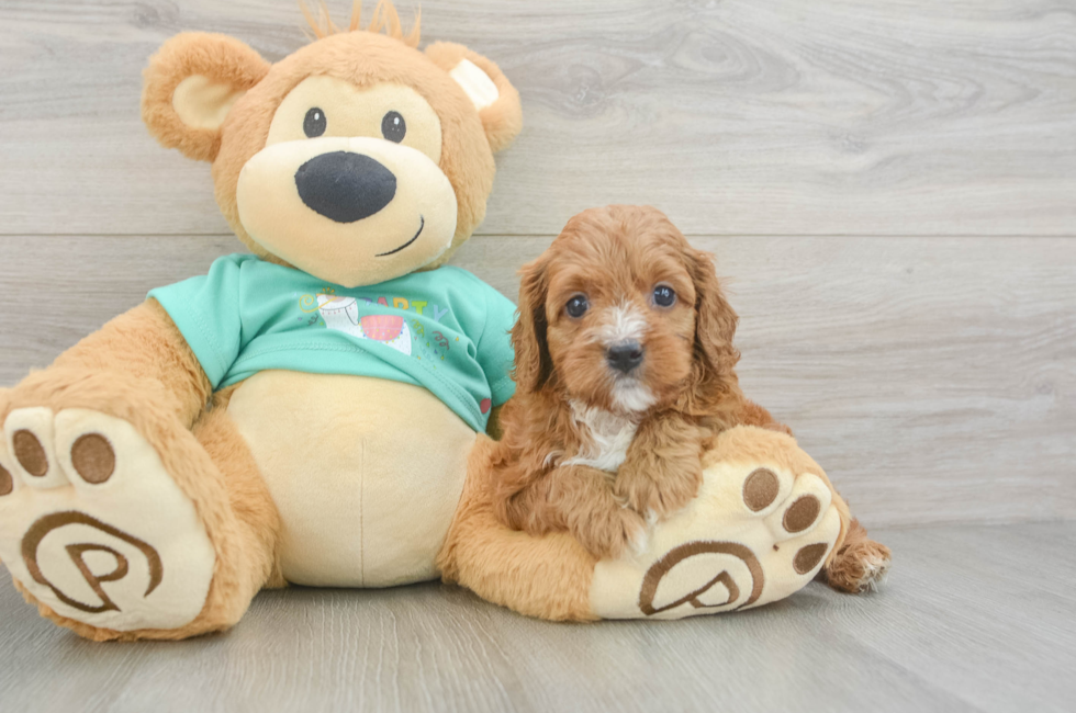 6 week old Cavapoo Puppy For Sale - Premier Pups