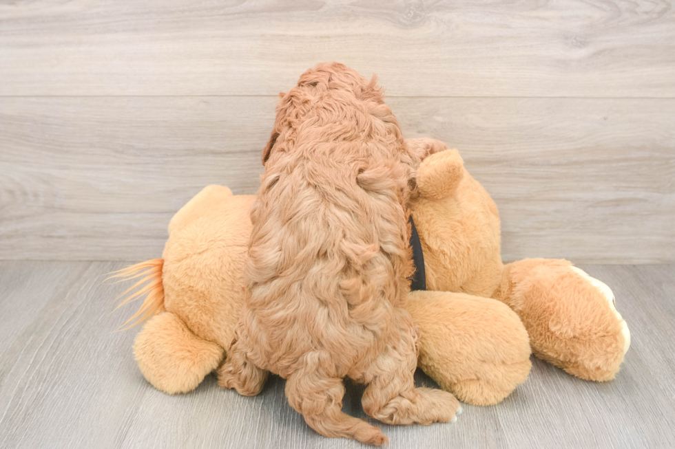 Fluffy Cavapoo Poodle Mix Pup