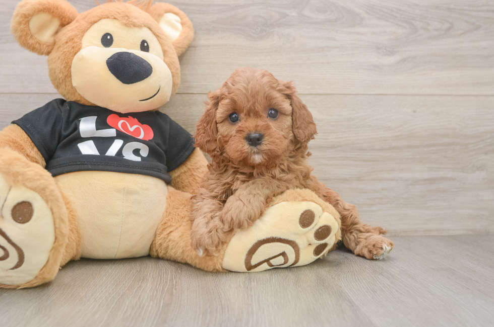 5 week old Cavapoo Puppy For Sale - Premier Pups