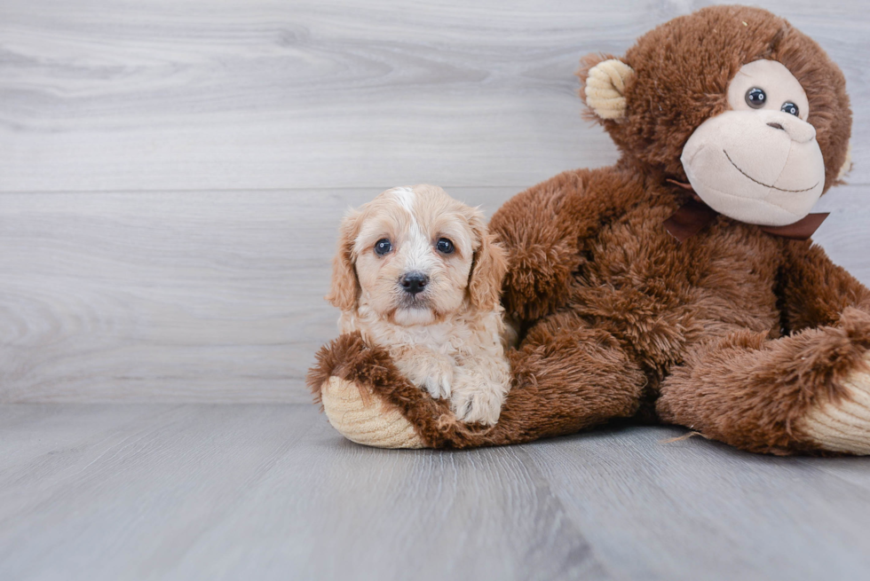 Hypoallergenic Cavoodle Poodle Mix Puppy