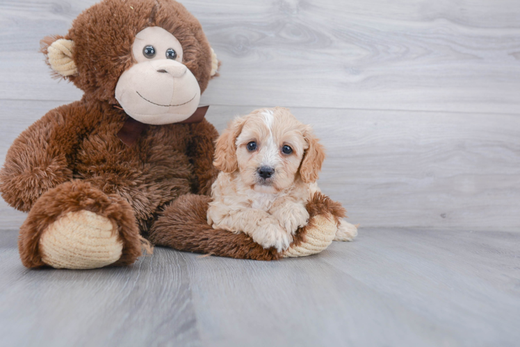 Best Cavapoo Baby