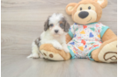 Cavapoo Puppy for Adoption