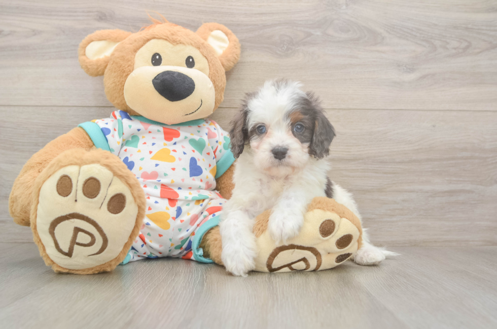 5 week old Cavapoo Puppy For Sale - Premier Pups