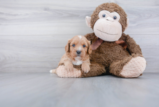 Sweet Cavapoo Baby