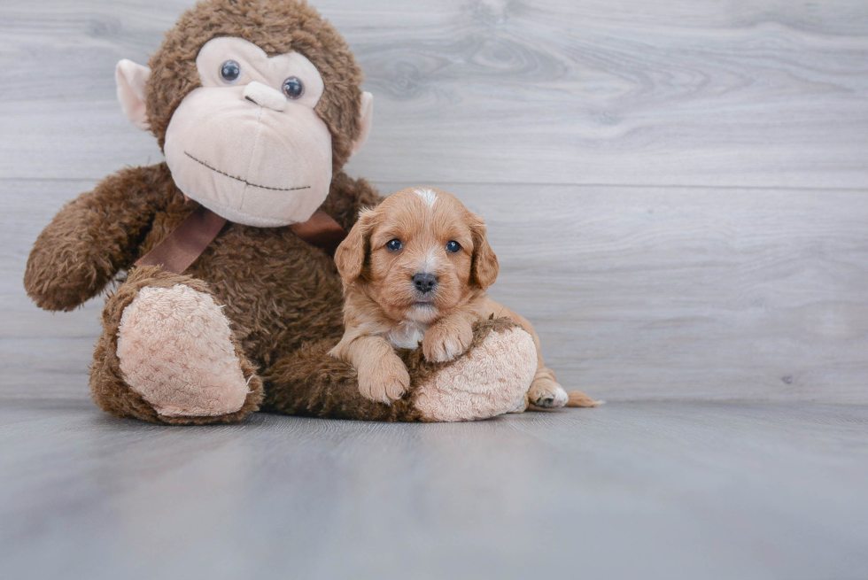 Fluffy Cavapoo Poodle Mix Pup