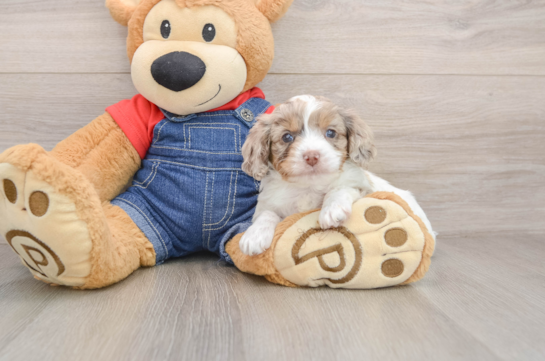 Cavapoo Puppy for Adoption