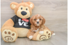 Cavapoo Pup Being Cute