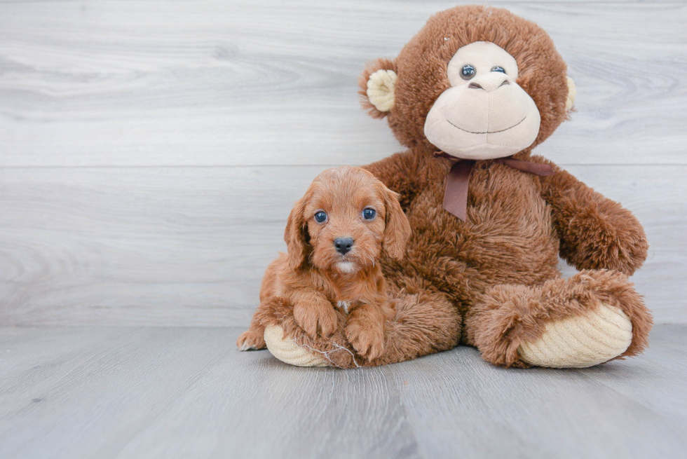 Cavapoo Pup Being Cute