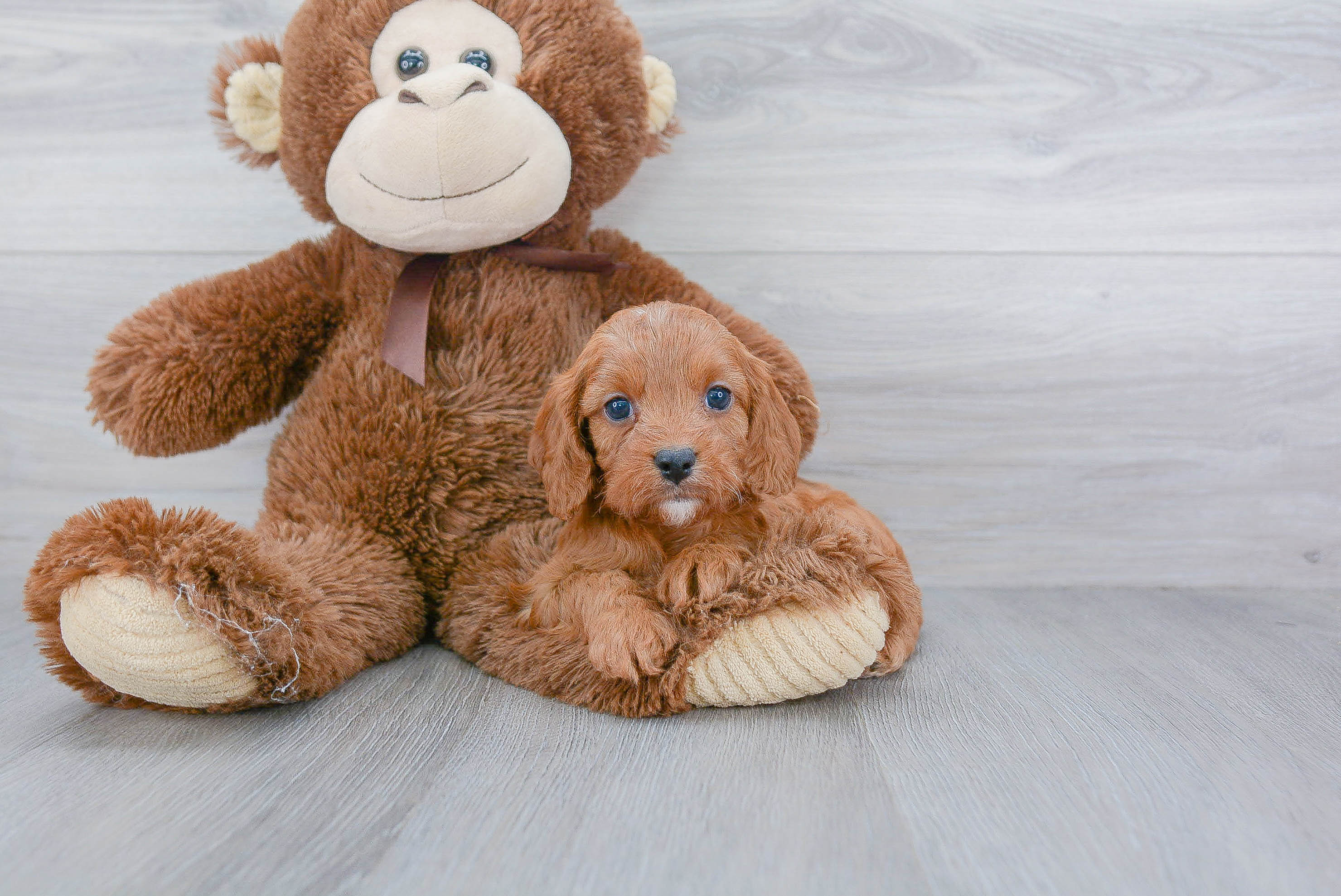Happy Cavapoo Baby
