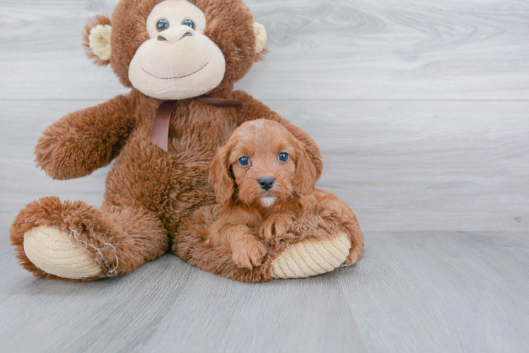 Happy Cavapoo Baby