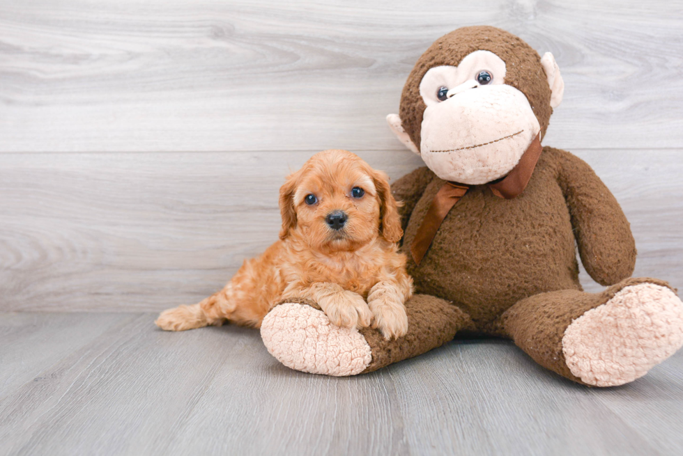 Cavapoo Puppy for Adoption