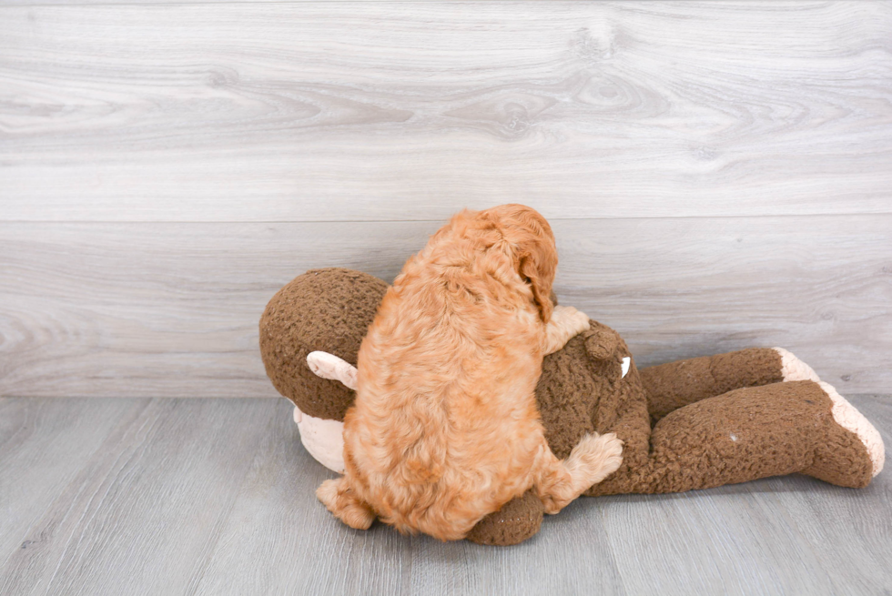 Friendly Cavapoo Baby