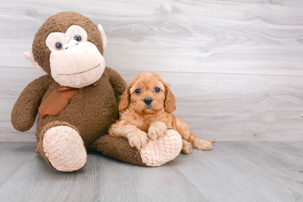 Little Cavoodle Poodle Mix Puppy