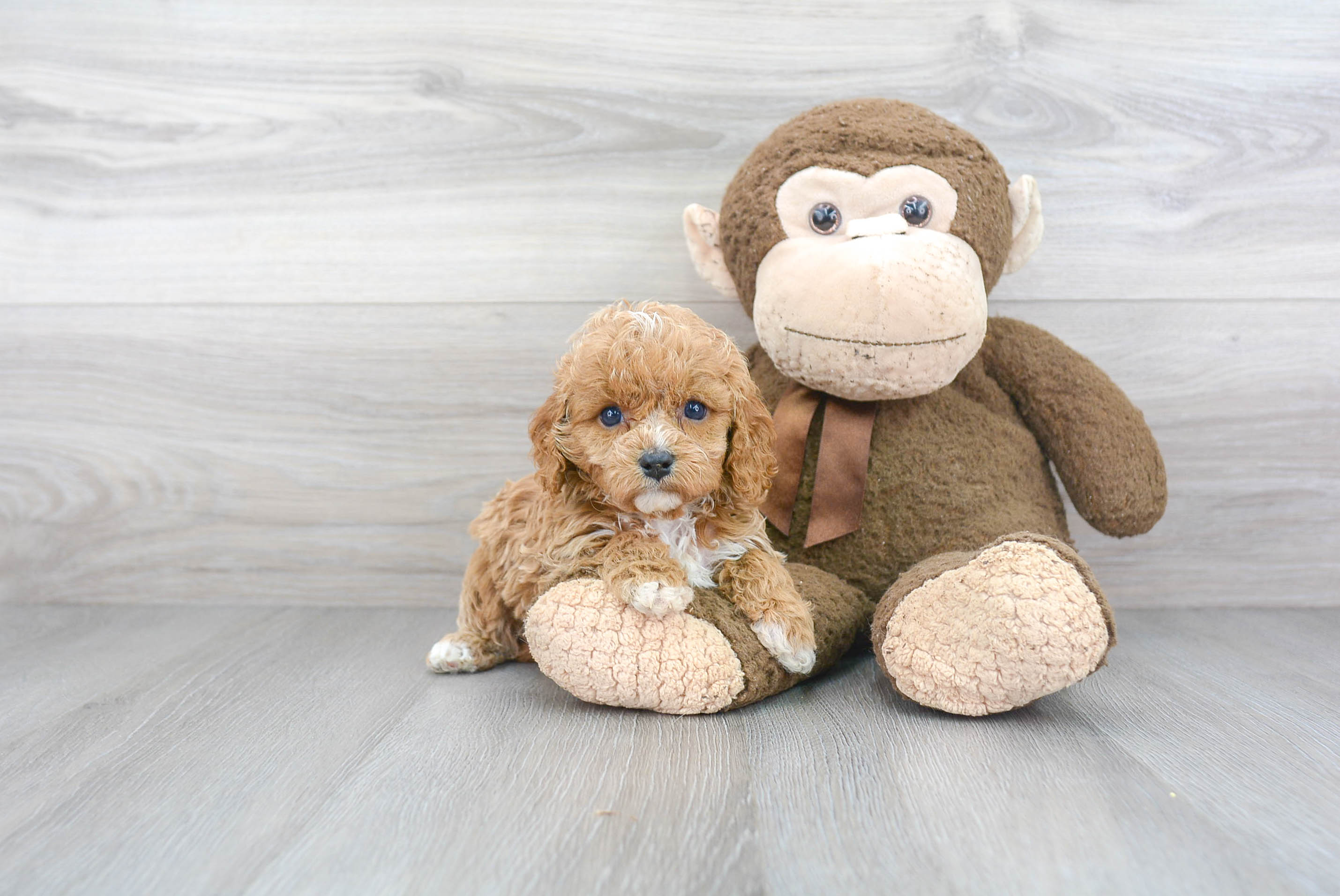 Little Cavoodle Poodle Mix Puppy