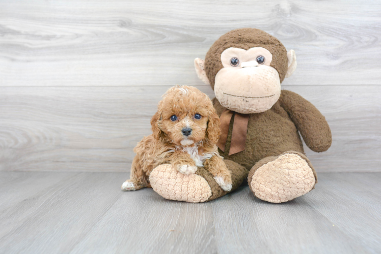 Little Cavoodle Poodle Mix Puppy