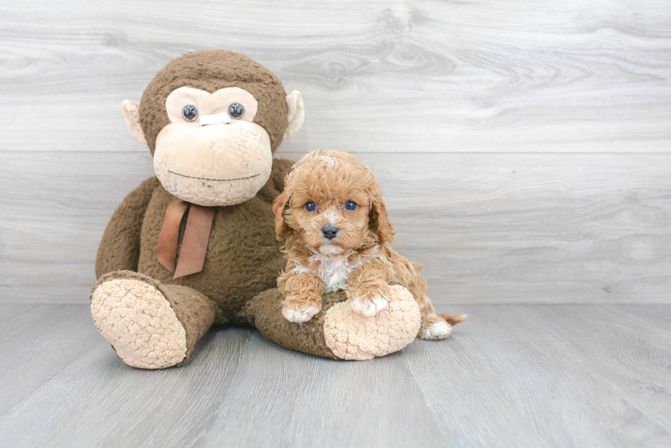 Adorable Cavoodle Poodle Mix Puppy