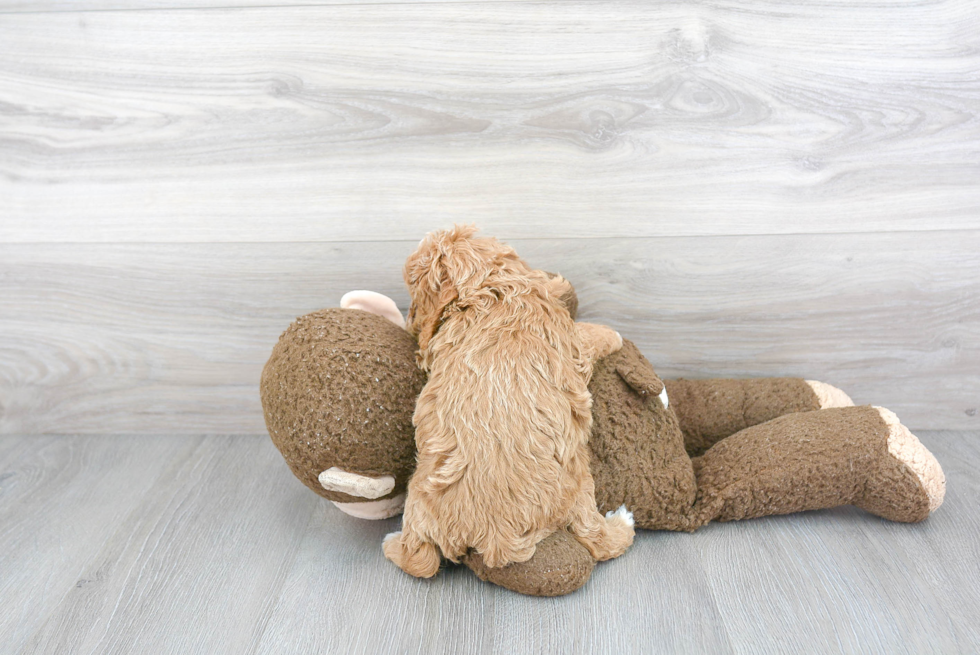 Playful Cavoodle Poodle Mix Puppy