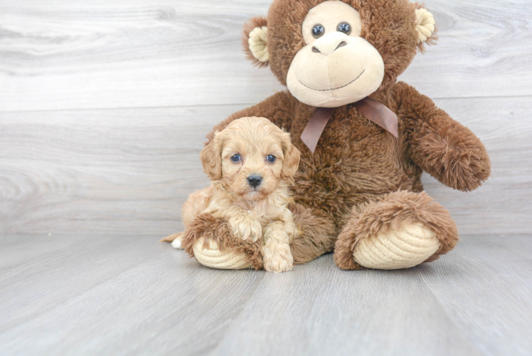 Cavapoo Puppy for Adoption