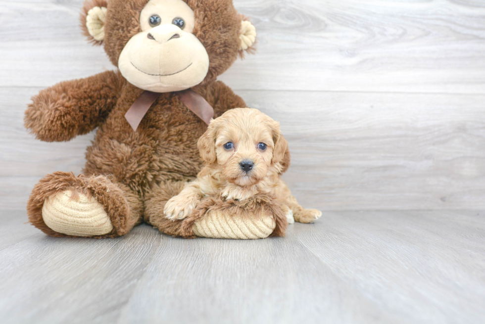 Cavapoo Puppy for Adoption