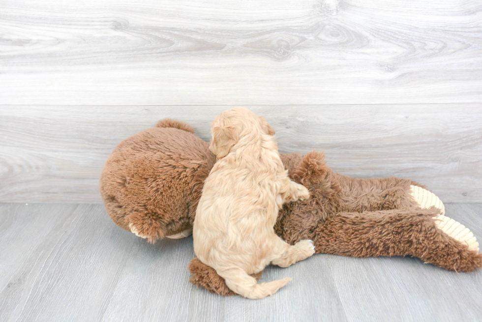 Cavapoo Pup Being Cute