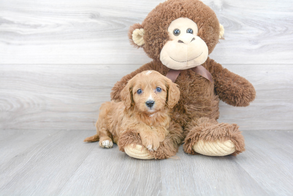 Cavapoo Pup Being Cute