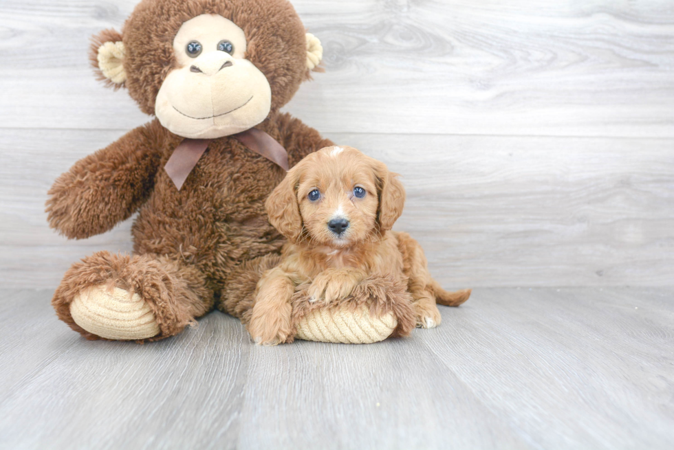 Cavapoo Puppy for Adoption