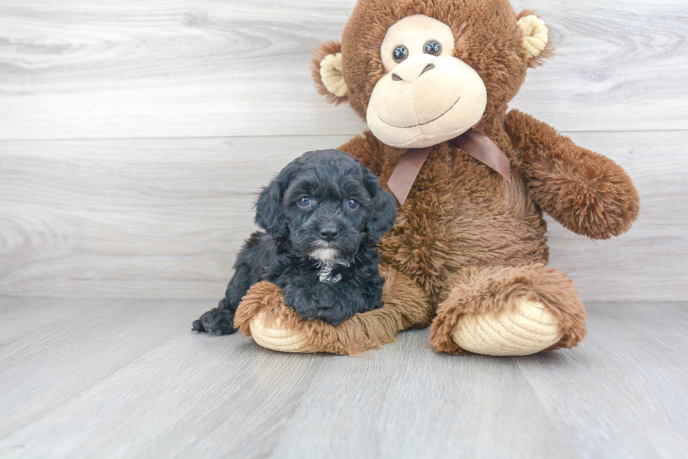 Petite Cavapoo Poodle Mix Pup