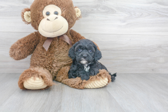 Cavapoo Puppy for Adoption