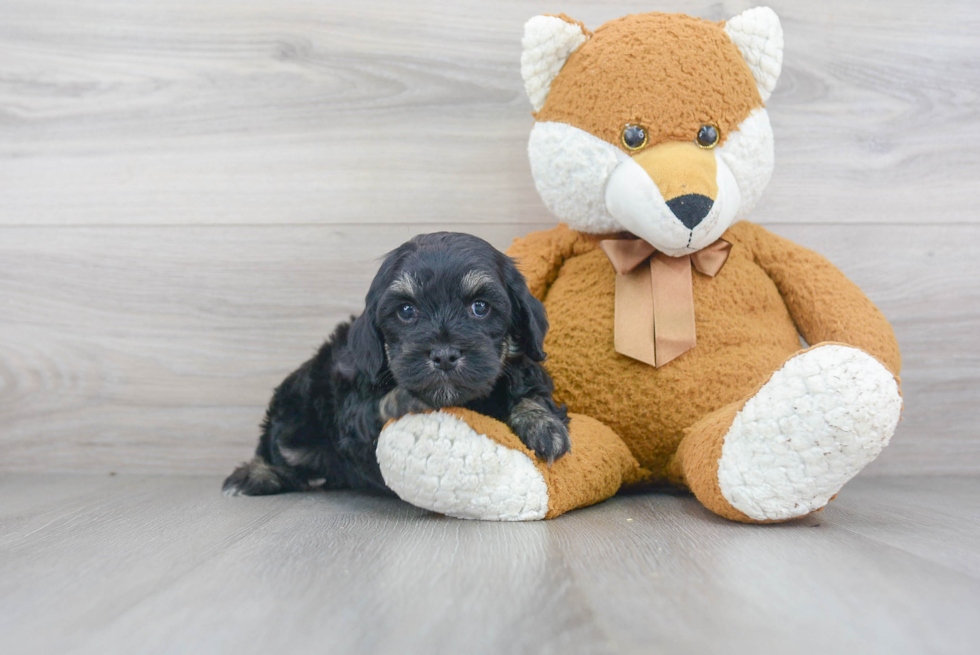 Small Cavapoo Baby