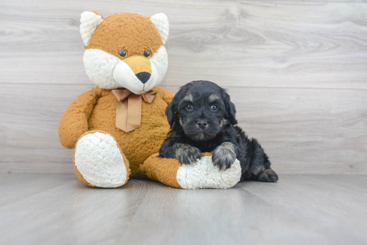 Small Cavapoo Baby