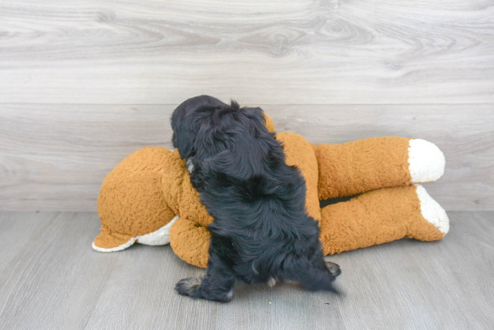 Little Cavoodle Poodle Mix Puppy