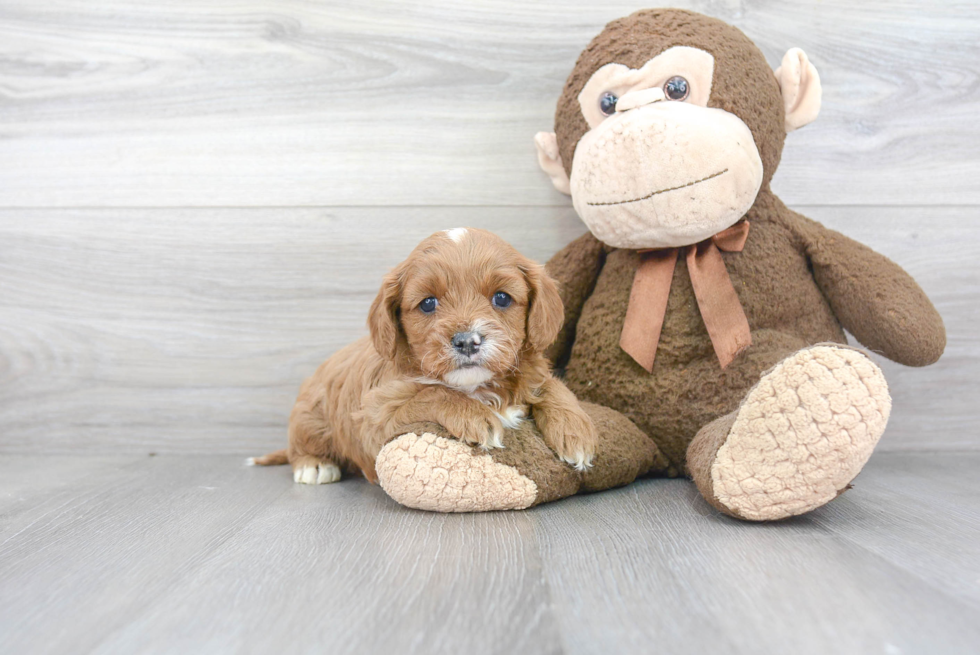 Cute Cavapoo Baby