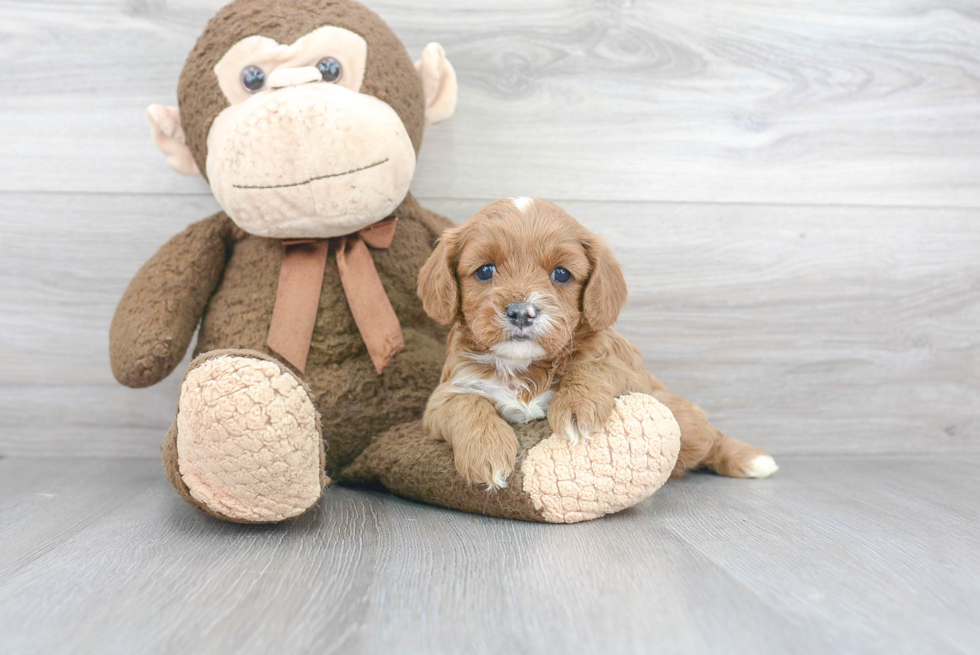 Cavapoo Pup Being Cute