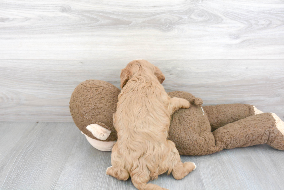 Cavapoo Pup Being Cute