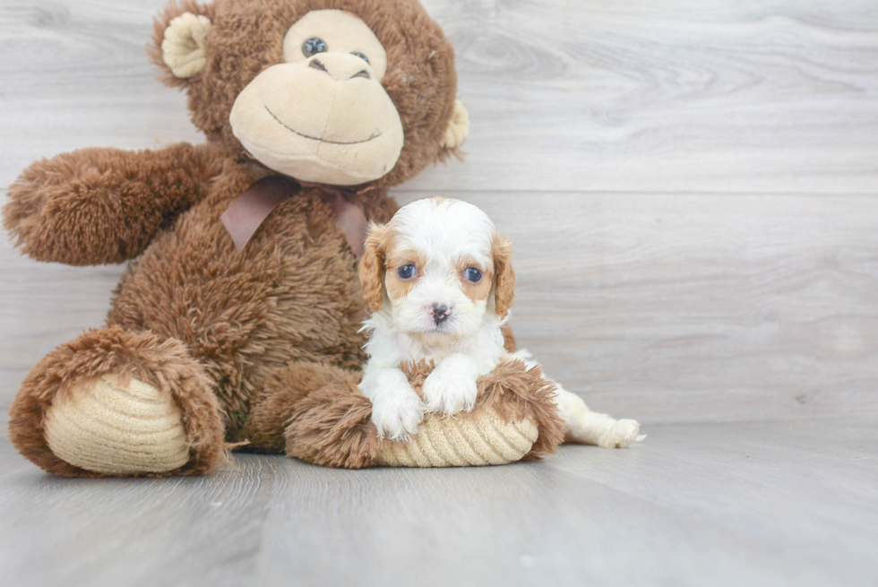 Little Cavoodle Poodle Mix Puppy