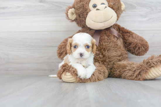 Cavapoo Pup Being Cute