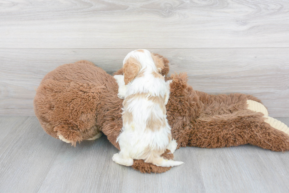 Best Cavapoo Baby