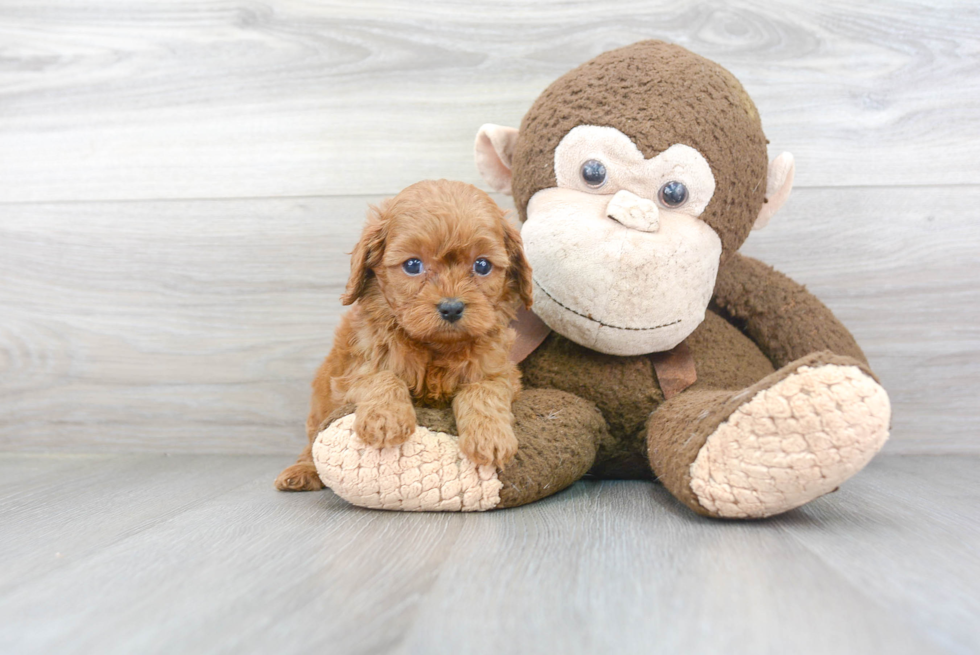 Best Cavapoo Baby