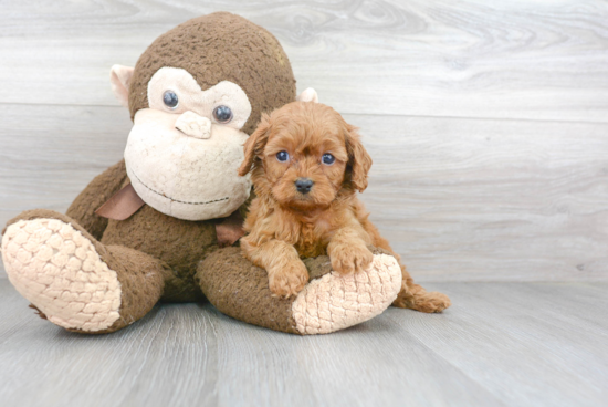 Happy Cavapoo Baby