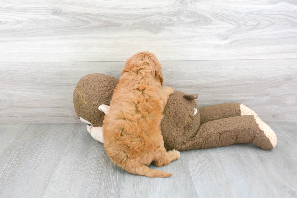 Fluffy Cavapoo Poodle Mix Pup