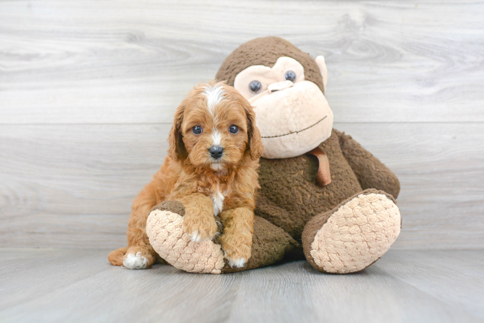 Cavapoo Pup Being Cute